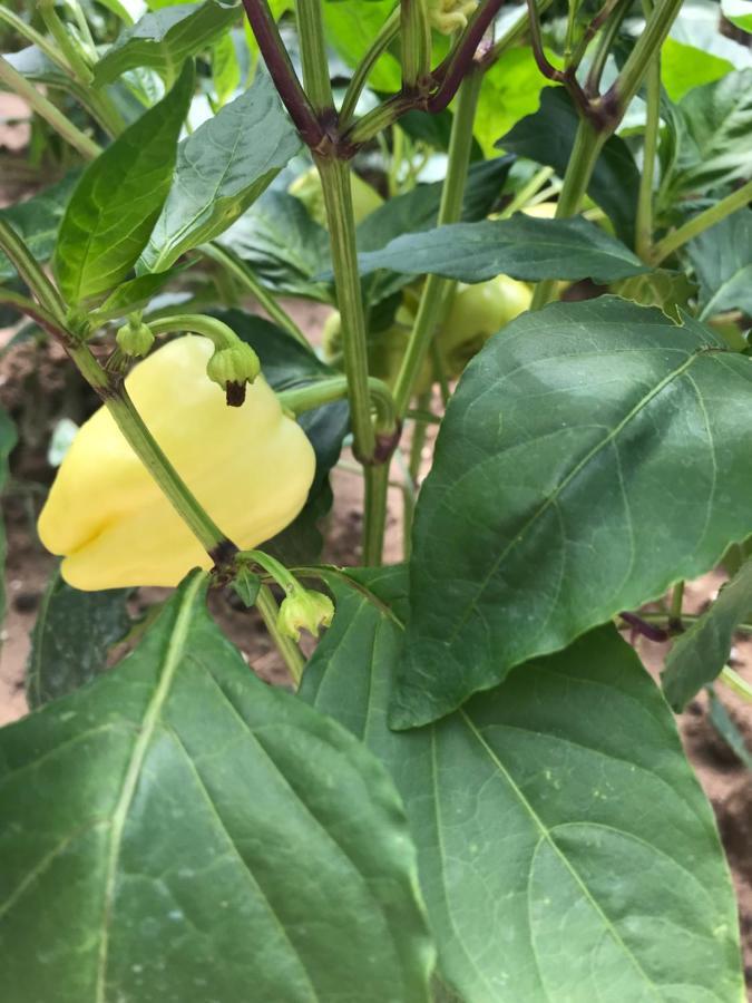 Përmet Bujtina Flowers מראה חיצוני תמונה